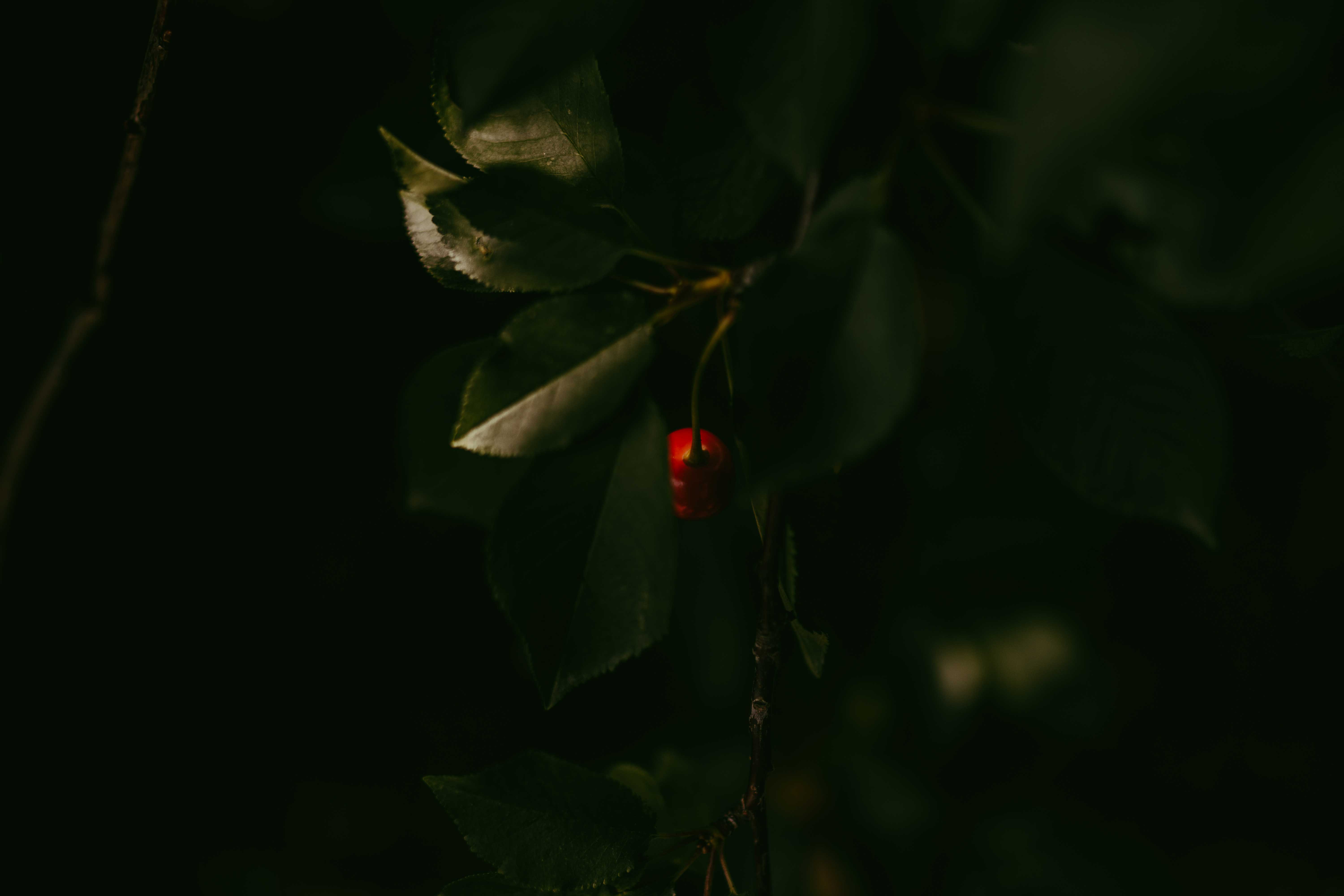 nature01